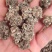 猫爪草猫爪草干货猫爪草大货批发
