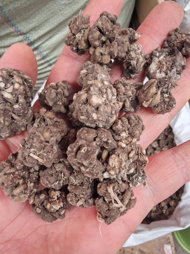 猫爪草猫爪草干货猫爪草大货批发