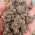 猫爪草猫爪草干货猫爪草大货批发