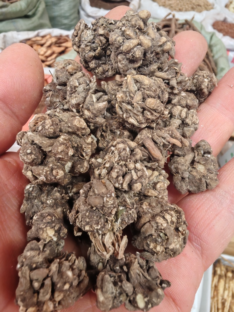 猫爪草猫爪草干货猫爪草大货批发