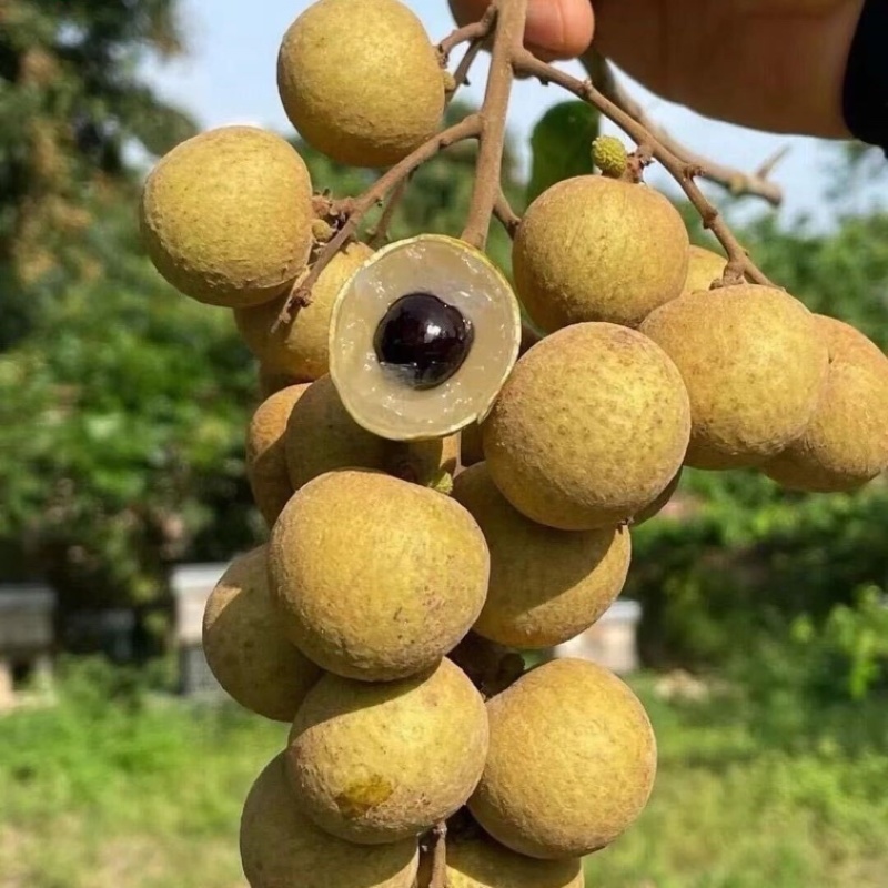 高州精品储良龙眼，现大量上市中，代发，代收