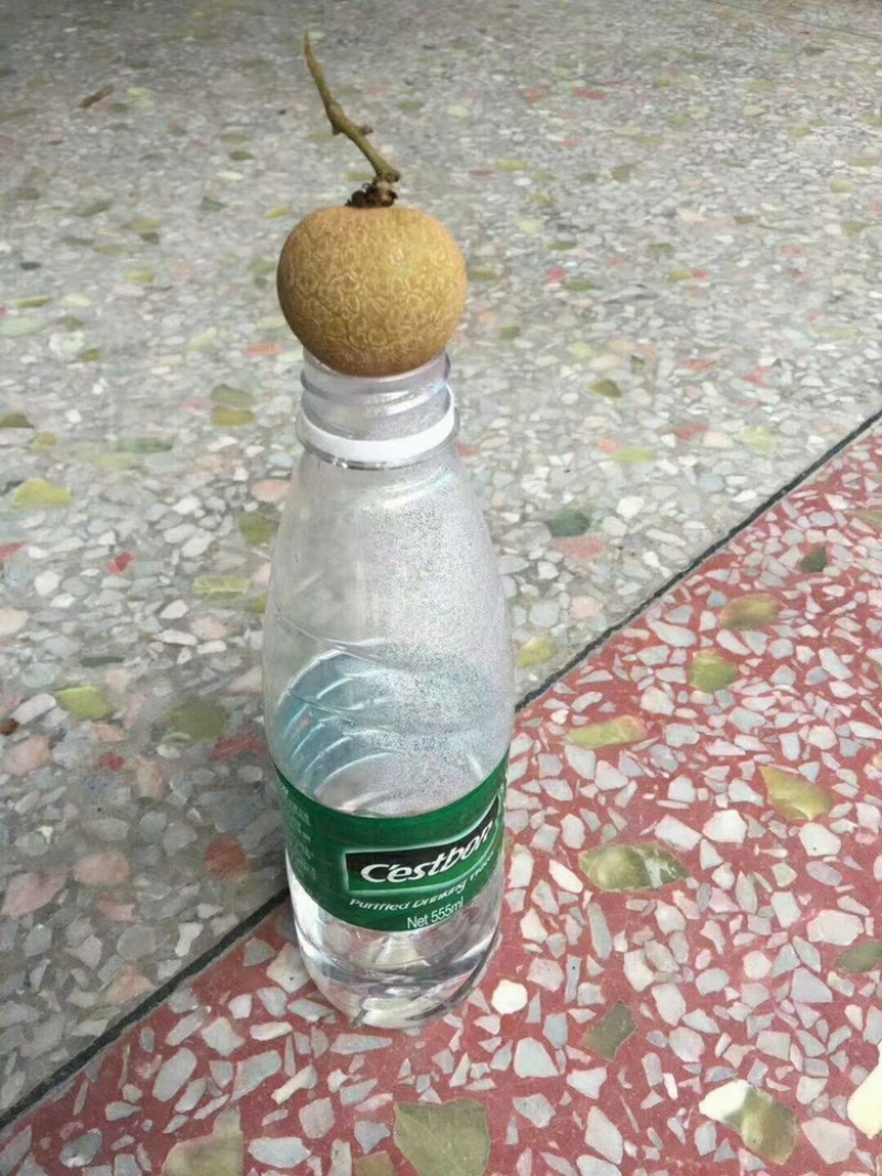 高州精品储良龙眼，现大量上市中，代发，代收