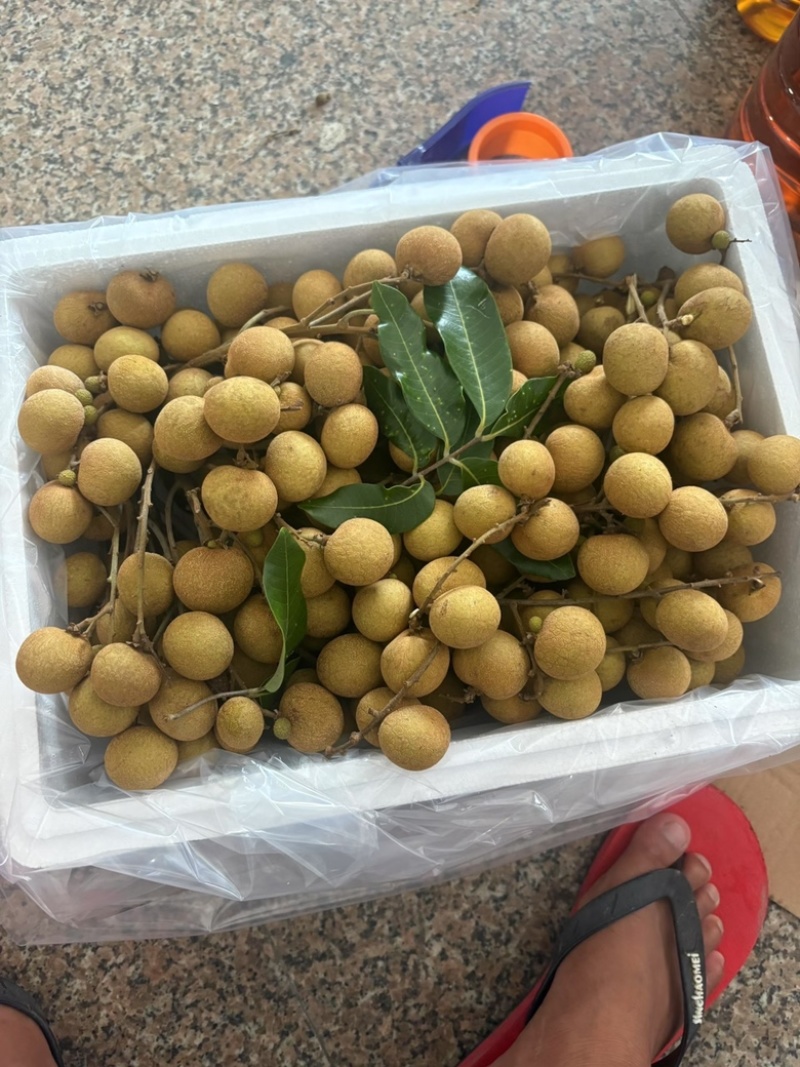 高州精品储良龙眼，现大量上市中，代发，代收