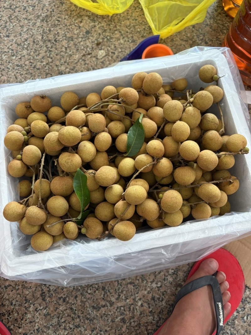 高州精品储良龙眼，现大量上市中，代发，代收