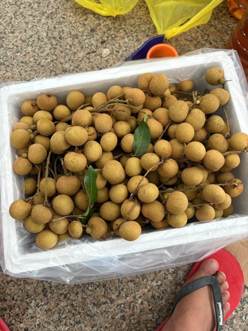 高州精品储良龙眼，现大量上市中，代发，代收