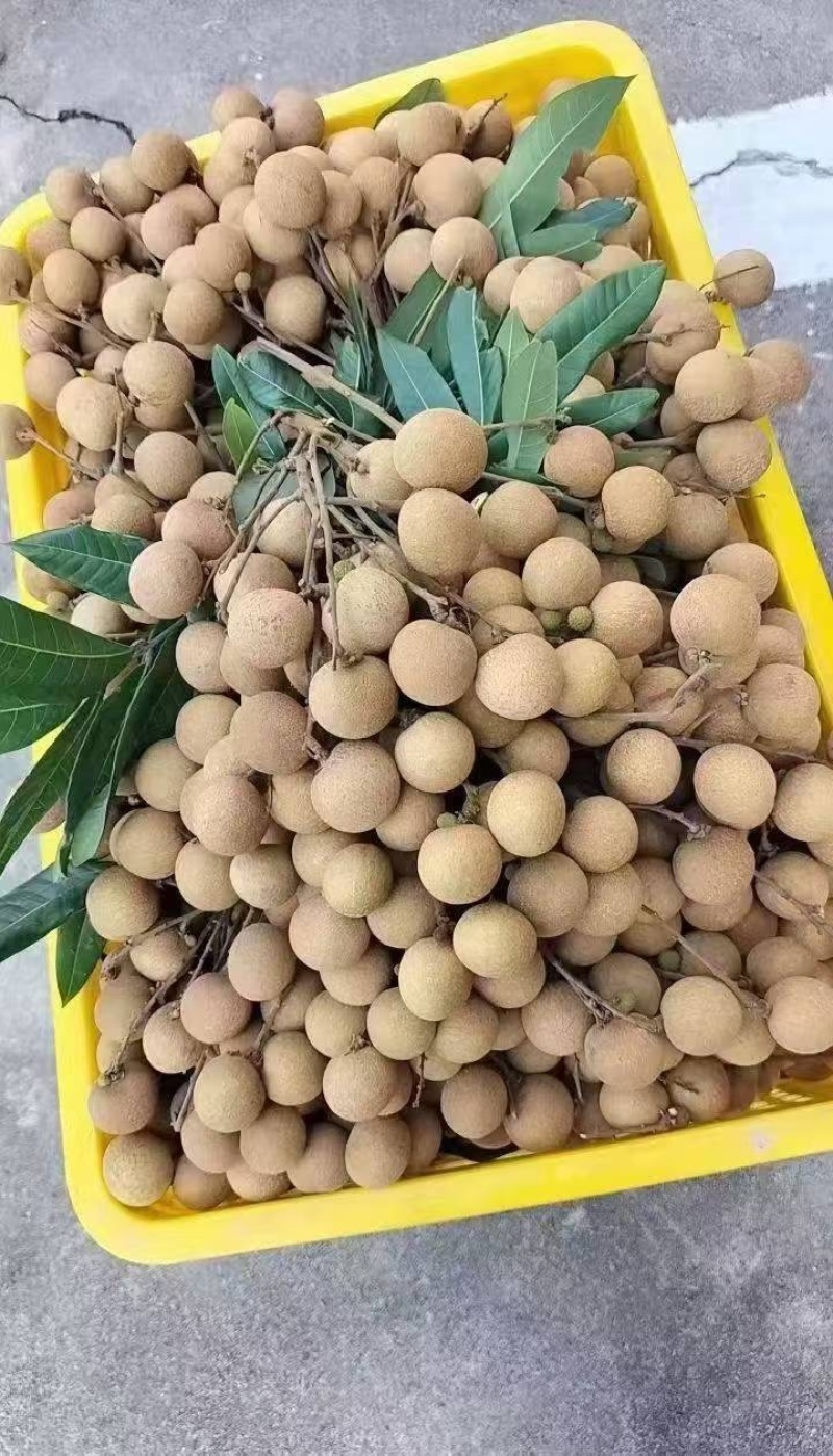 高州精品储良龙眼，现大量上市中，代发，代收