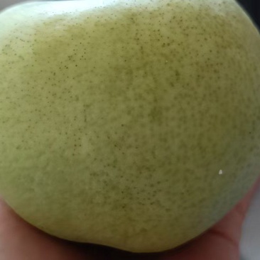 黄金梨