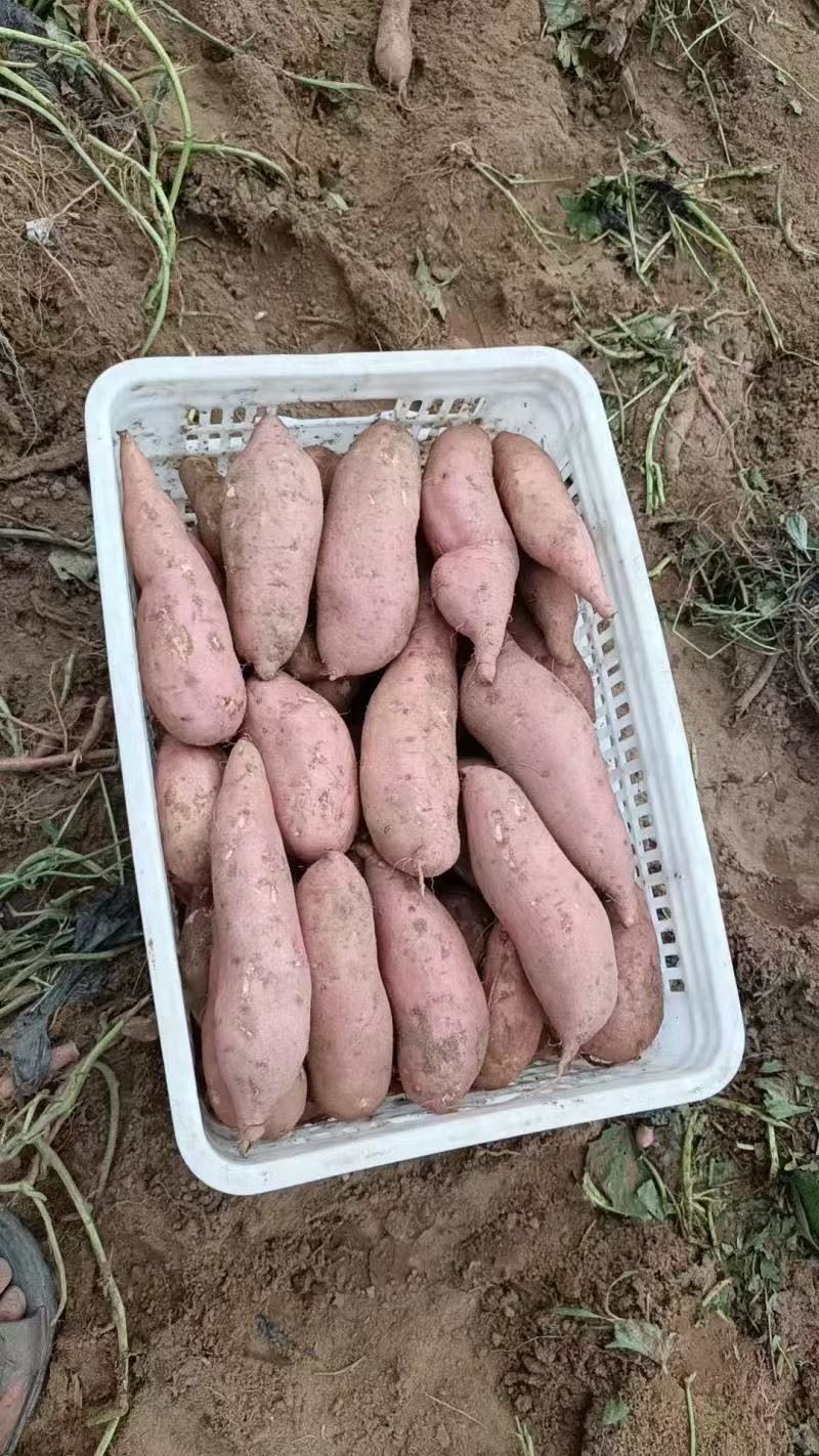 河北精品龙薯九产地直发一手货源质量保证全国发货