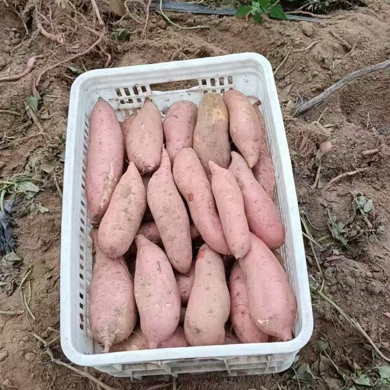 河北精品龙薯九产地直发一手货源质量保证全国发货