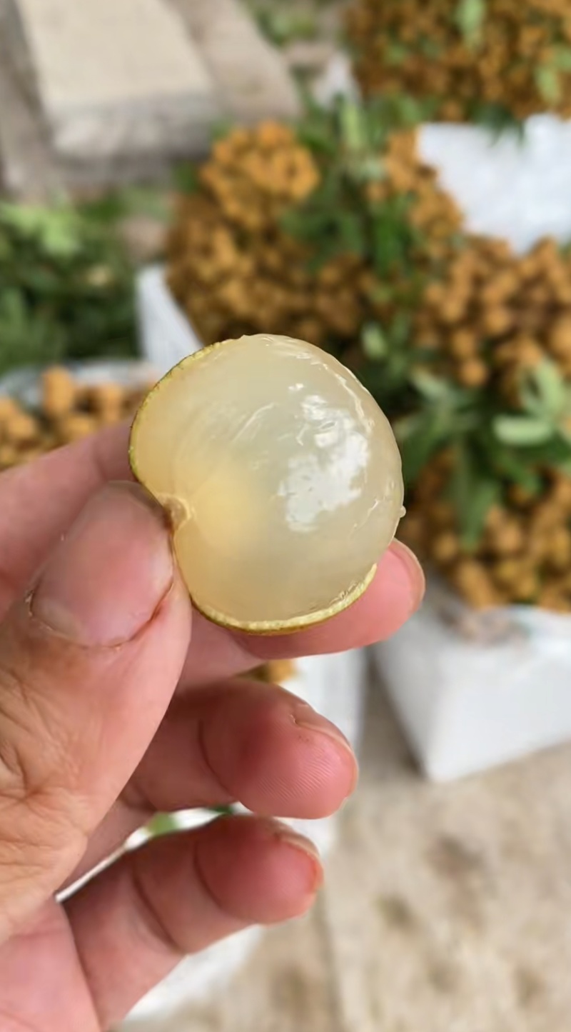 储良龙眼