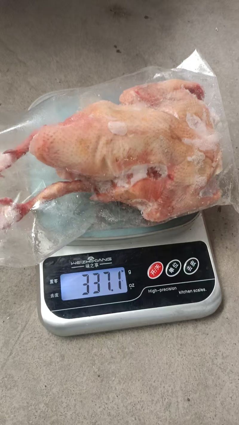 鸽子电商可用规格齐全价格低质量好长期有货可以视频看货