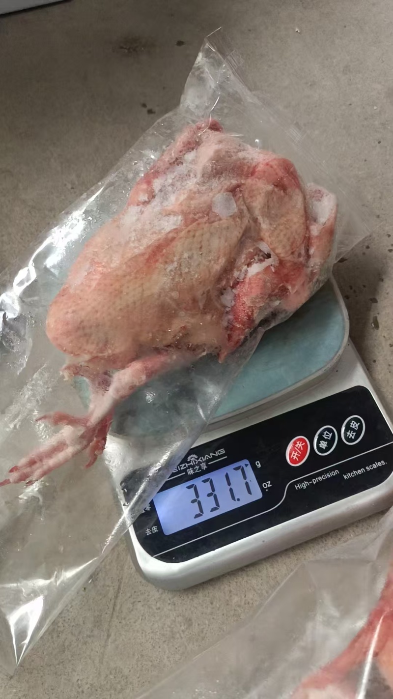 鸽子电商可用规格齐全价格低质量好长期有货可以视频看货