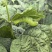 豆丹