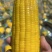 当季水果玉米电商**一件也是批发价量大优惠
