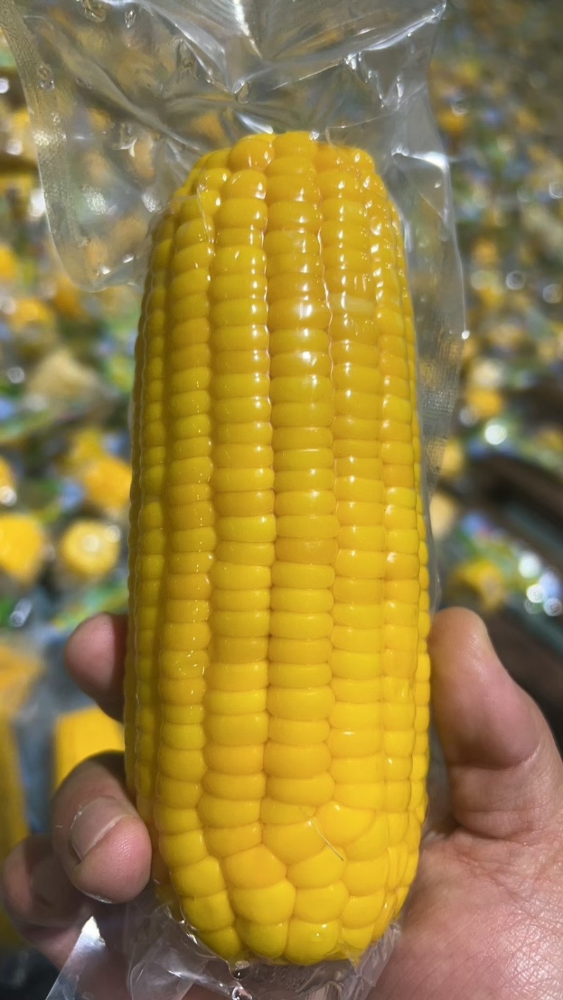 当季水果玉米电商**一件也是批发价量大优惠