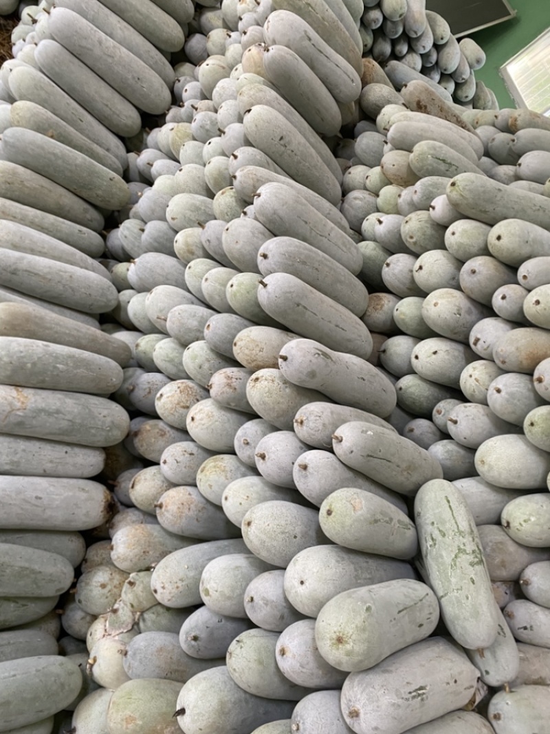 白节瓜，吊瓜