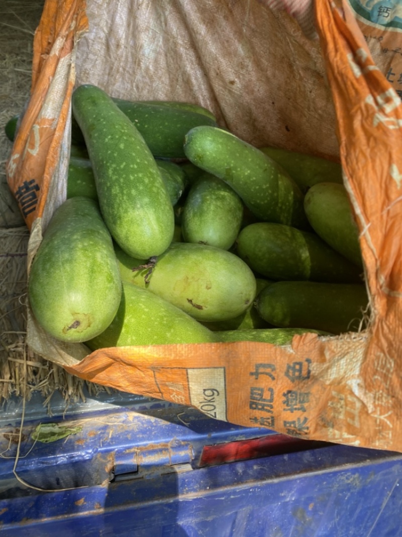 青皮节瓜，吊瓜，地瓜都有