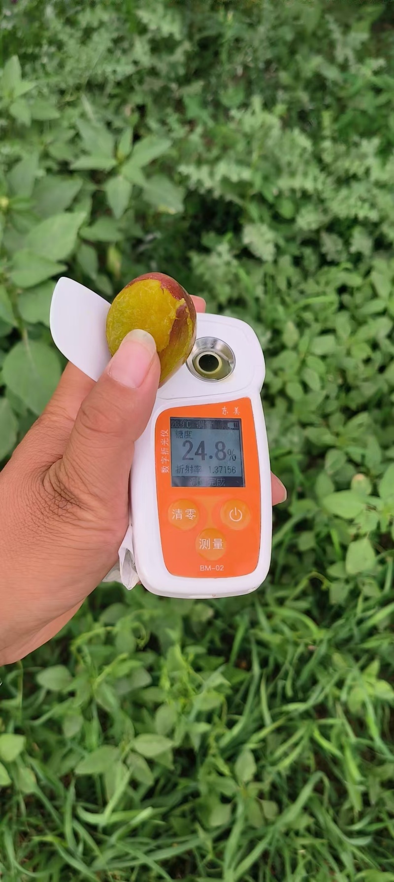 新疆伽师县法兰西西梅大量上市，口感好糖度高！