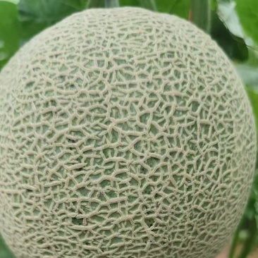 牛三网纹瓜，大棚种植，无炸纹，蜜蜂授粉，零农药，甜度爆棚