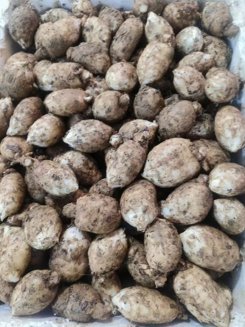 云南昭通小草坝乌天麻