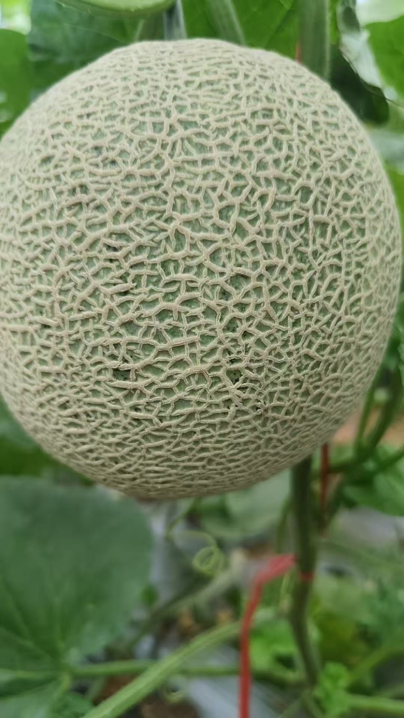 牛三网纹瓜，大棚种植，无炸纹，蜜蜂授粉，零农药，甜度爆棚