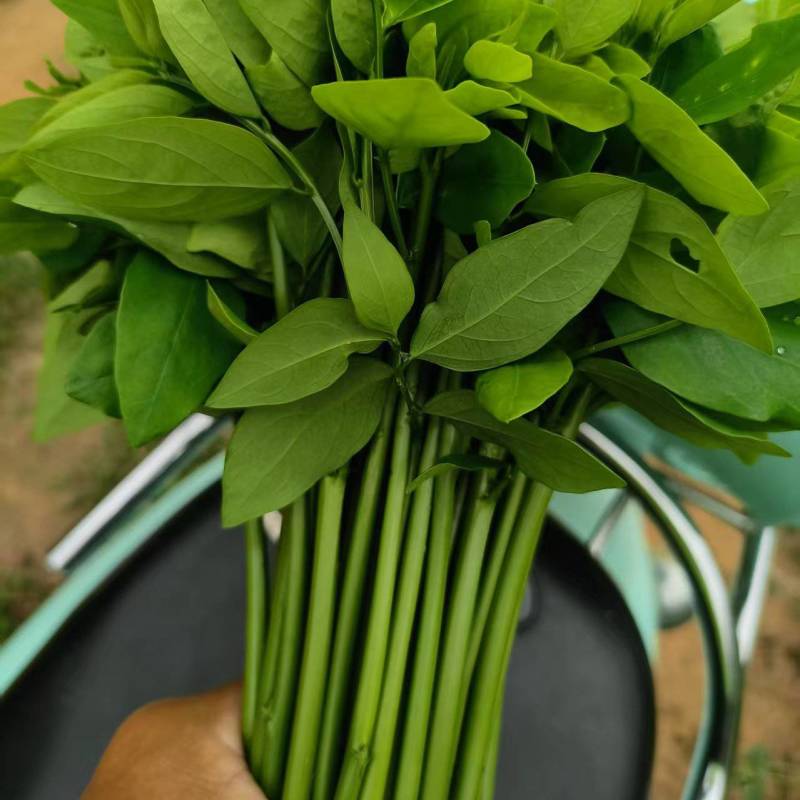 树仔菜苗