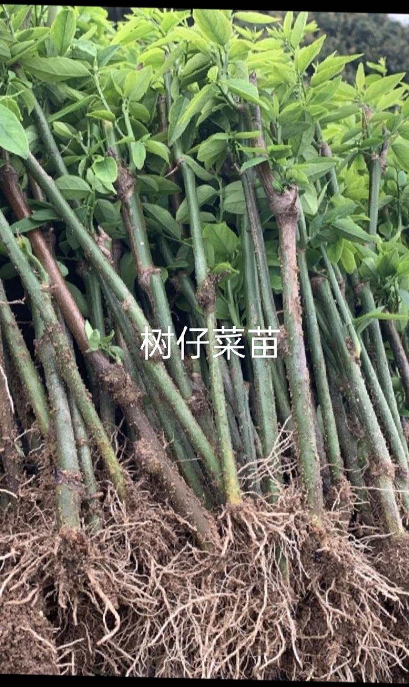 树仔菜苗