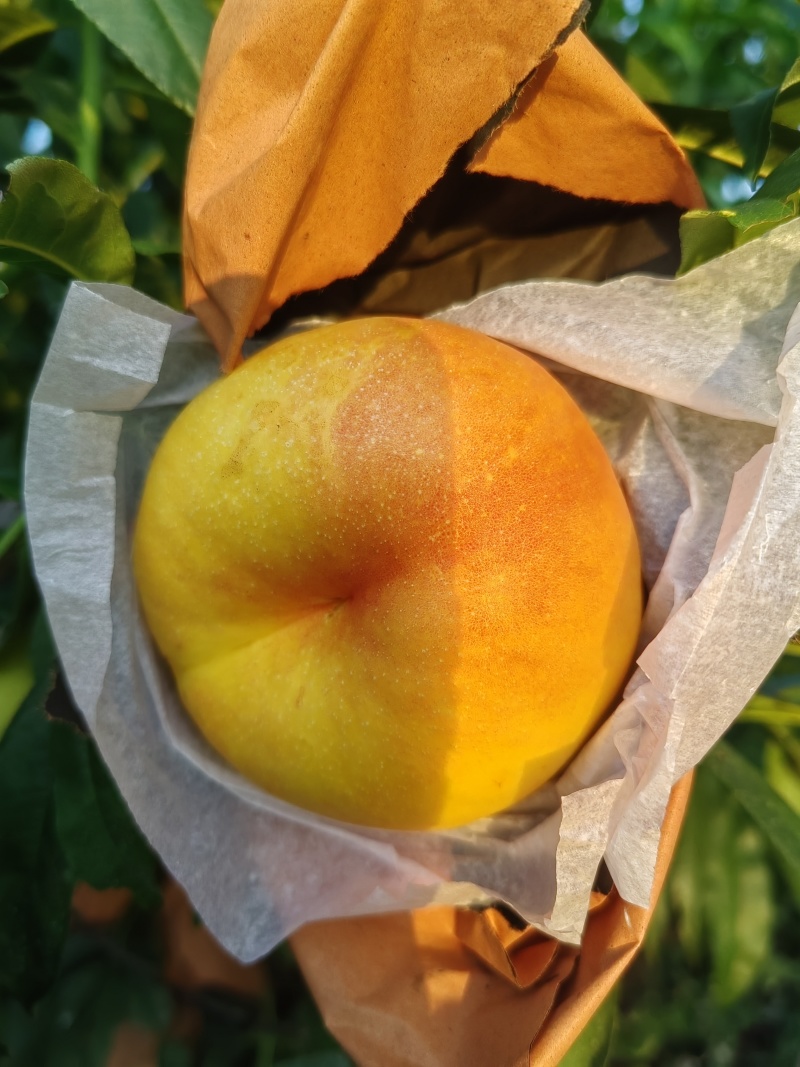 大连油蟠桃