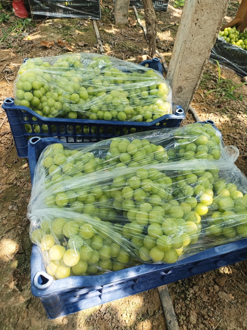 阳光玫瑰