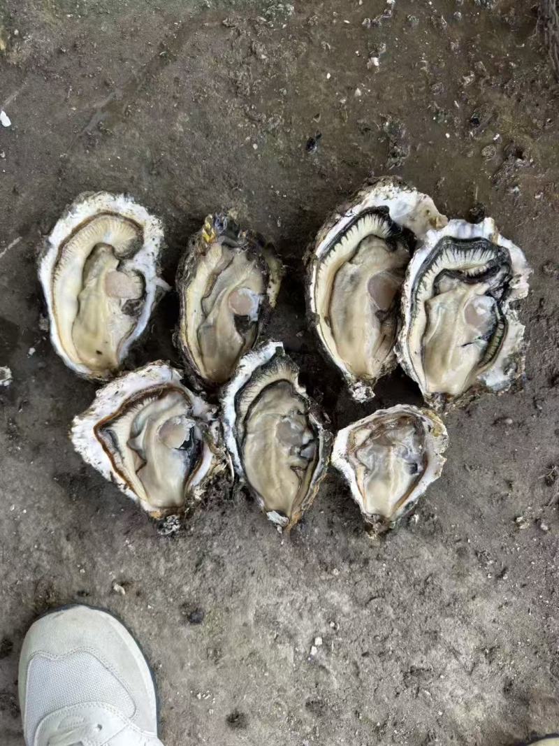 生蚝一手货源价格便宜要的老板联系我纯一手货源