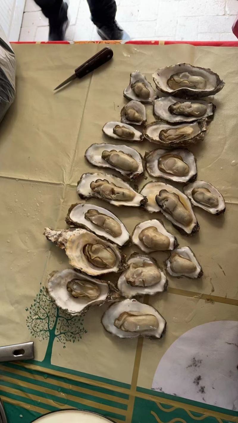 生蚝一手货源价格便宜要的老板联系我纯一手货源