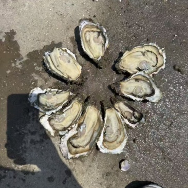 生蚝一手货源价格便宜要的老板联系我纯一手货源
