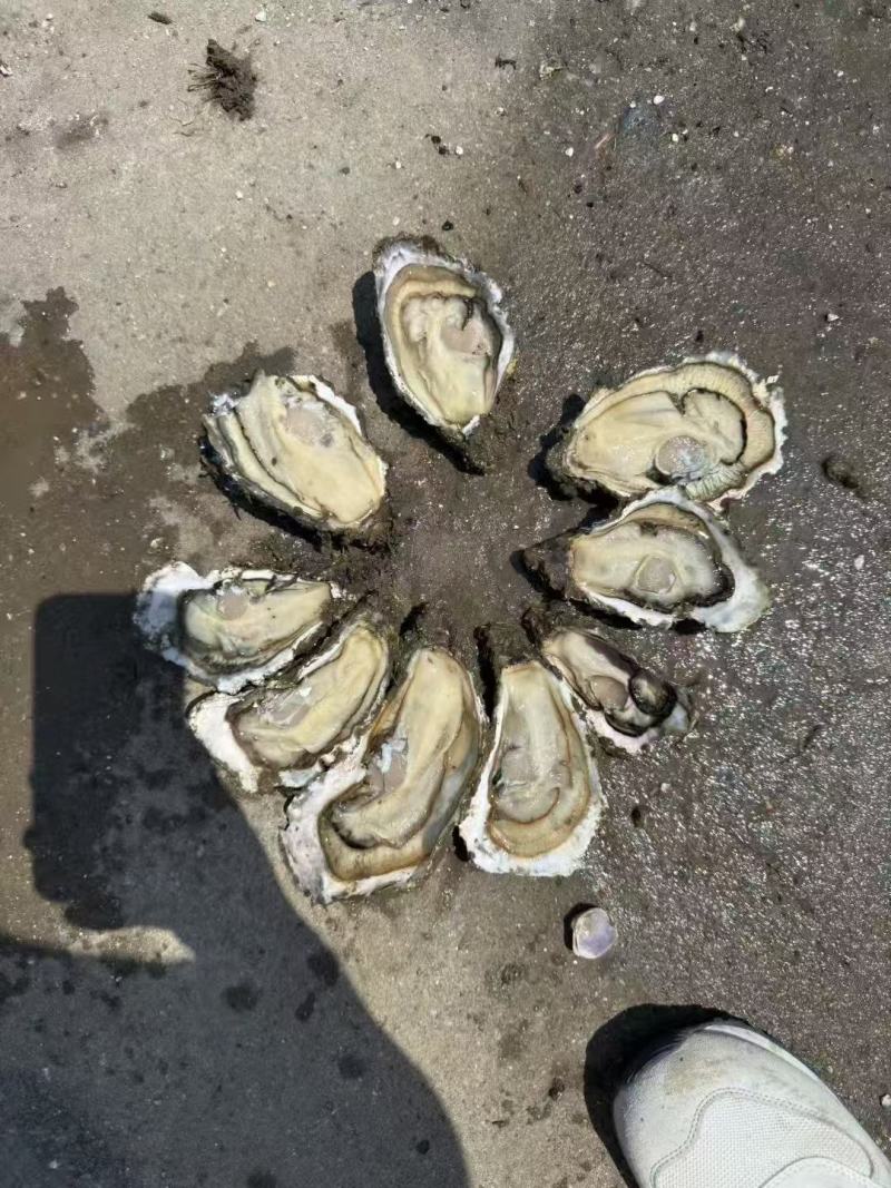 生蚝一手货源价格便宜要的老板联系我纯一手货源