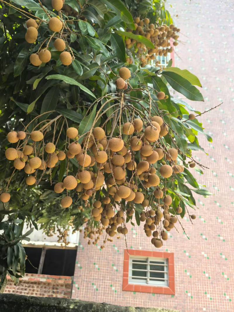 高州分界龙眼