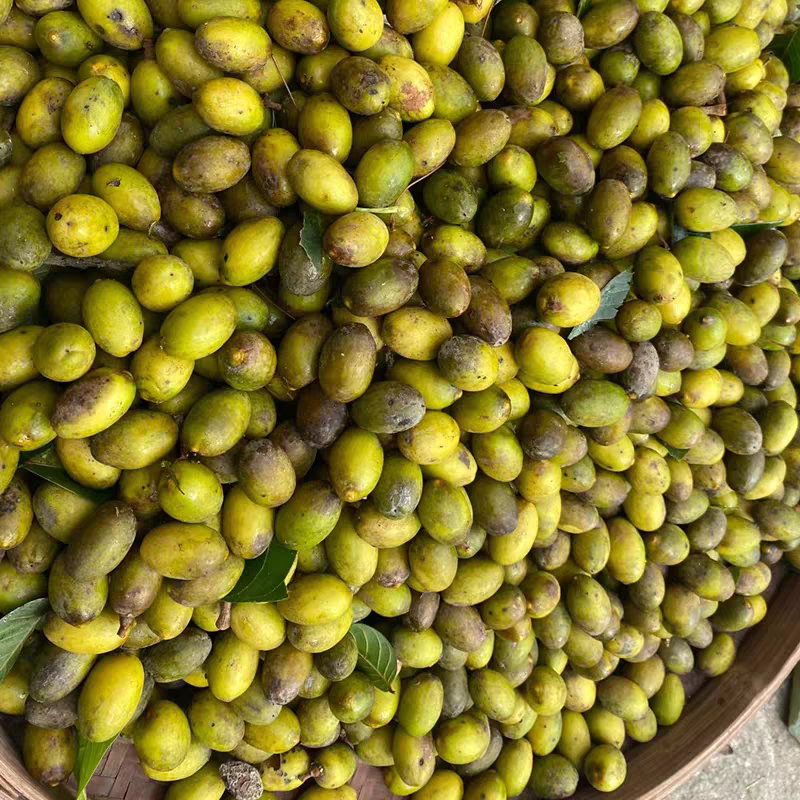 广东潮州饶平花皮橄榄，工厂果，市场果供应中