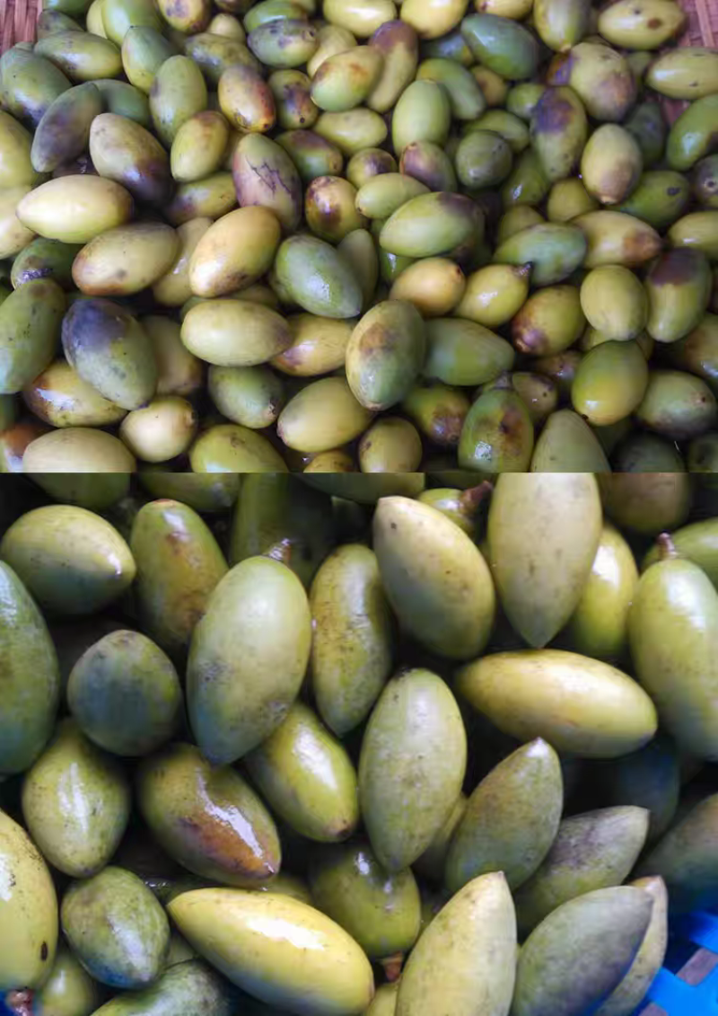 广东潮州饶平花皮橄榄，工厂果，市场果供应中