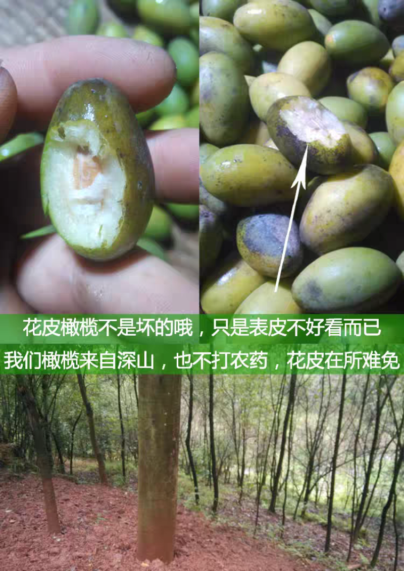 广东潮州饶平花皮橄榄，工厂果，市场果供应中