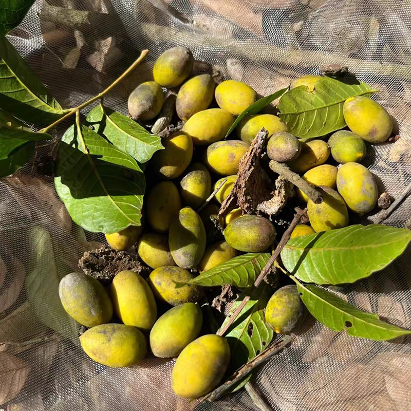 广东潮州饶平花皮橄榄，工厂果，市场果供应中