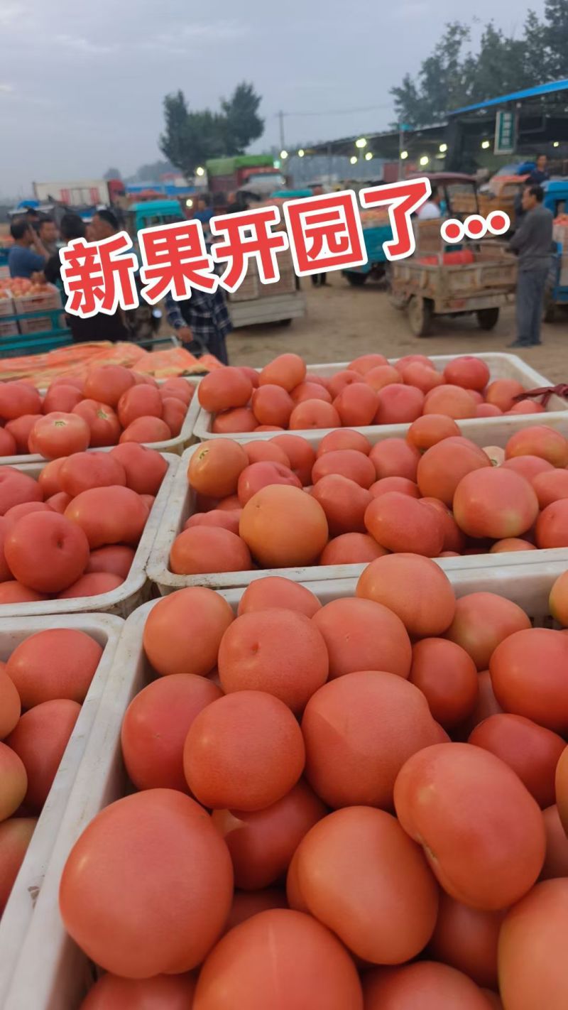 山东省聊城硬粉西红柿产地直发一手货源，货源充足，包装齐