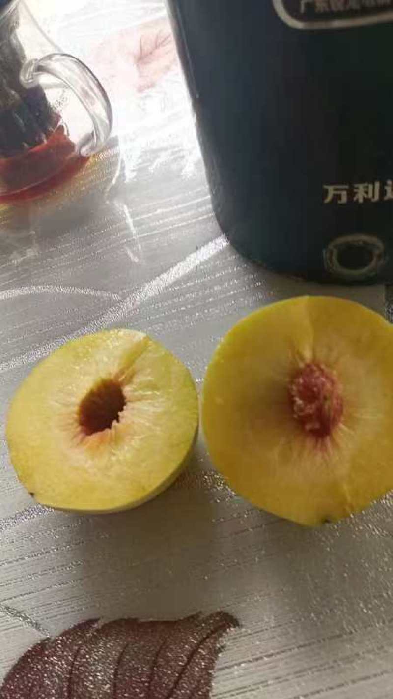 山东沂蒙山锦绣黄桃大量供应中！欢迎新老客户实地考察订购！