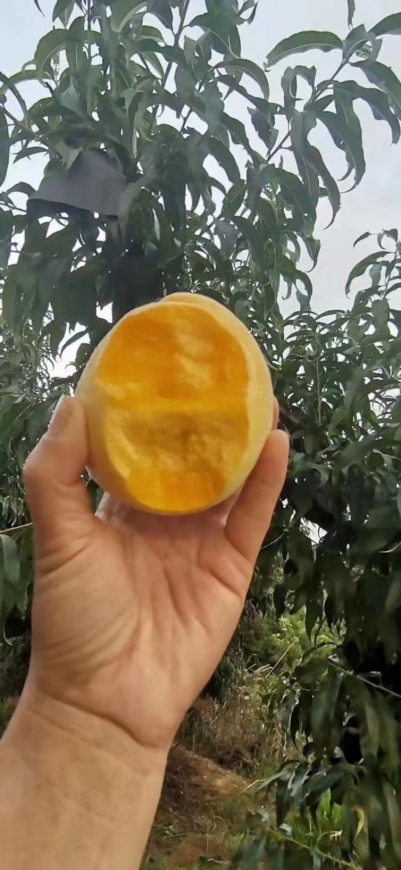 山东沂蒙山锦绣黄桃大量供应中！欢迎新老客户实地考察订购！