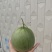大棚绿宝甜瓜