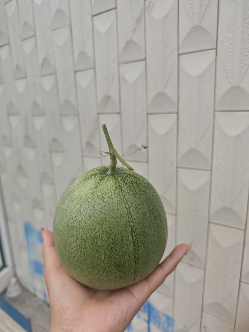 大棚绿宝甜瓜