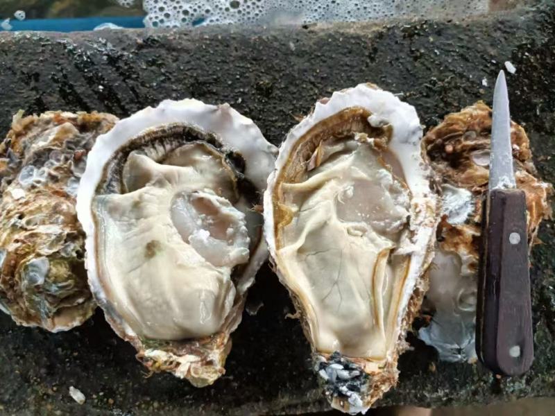 生蚝一手货源价格便宜要的老板联系我纯一手货源