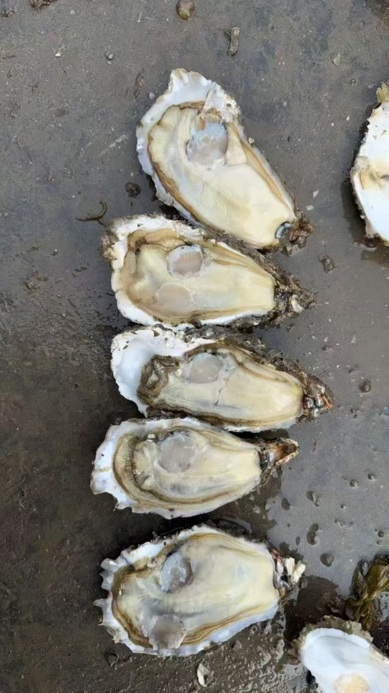 生蚝一手货源价格便宜要的老板联系我纯一手货源