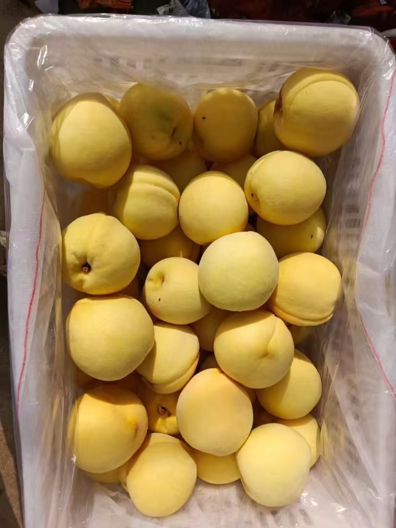 山东沂蒙山锦绣黄桃黄毛桃黄金绣黄桃大量上市中色泽亮