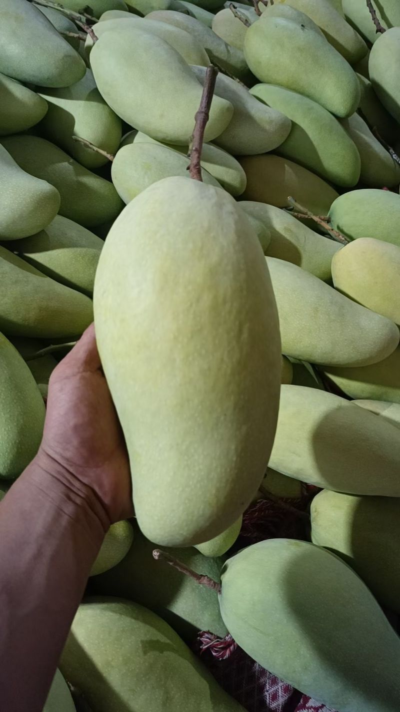 芒果加工厂货