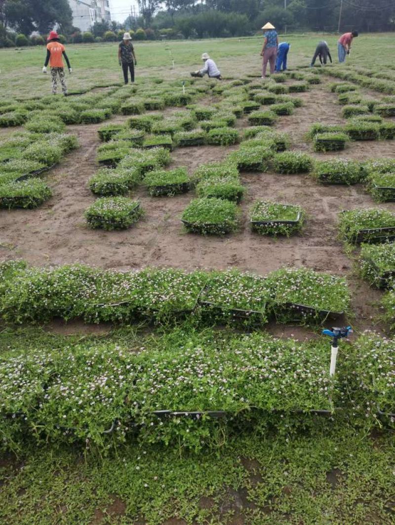 【品质保障】江苏姬岩垂草托盘量大优惠对接全国批发