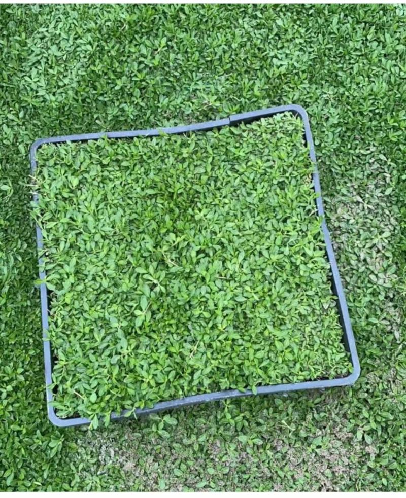 【品质保障】江苏姬岩垂草托盘量大优惠对接全国批发