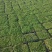 【品质保障】江苏姬岩垂草托盘量大优惠对接全国批发